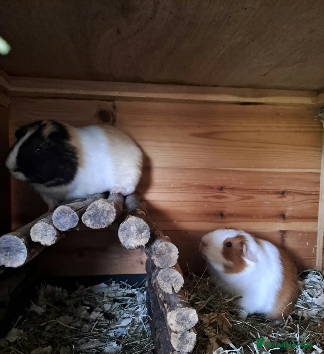 Guinea Pig rodents for sale: Gorgeous guinea pigs for new forever homes  - Advert 2