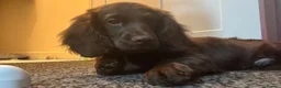Cockapoo dogs for sale: Cocker spaniel  in Basingstoke - Advert 2