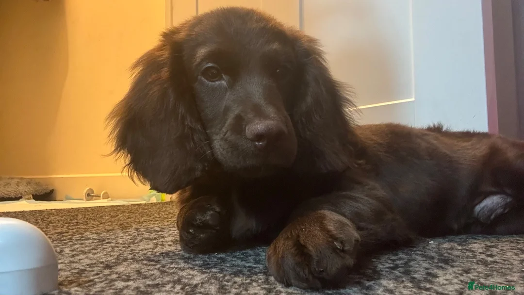 Cockapoo dogs for sale: Cocker spaniel  in Basingstoke - Advert 2