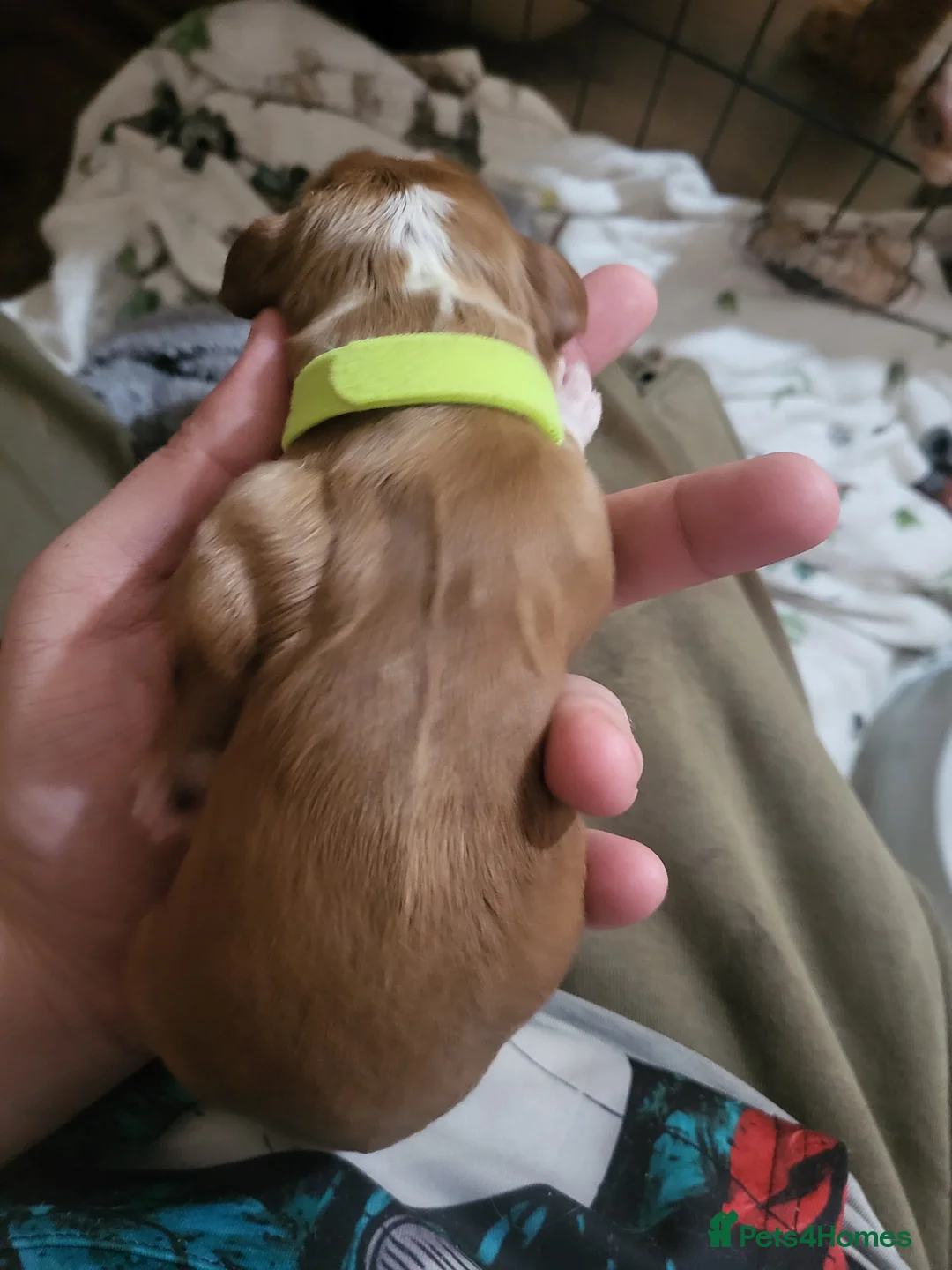 Cocker Spaniel dogs for sale: working cocker spaniels in Ashington - Advert 2