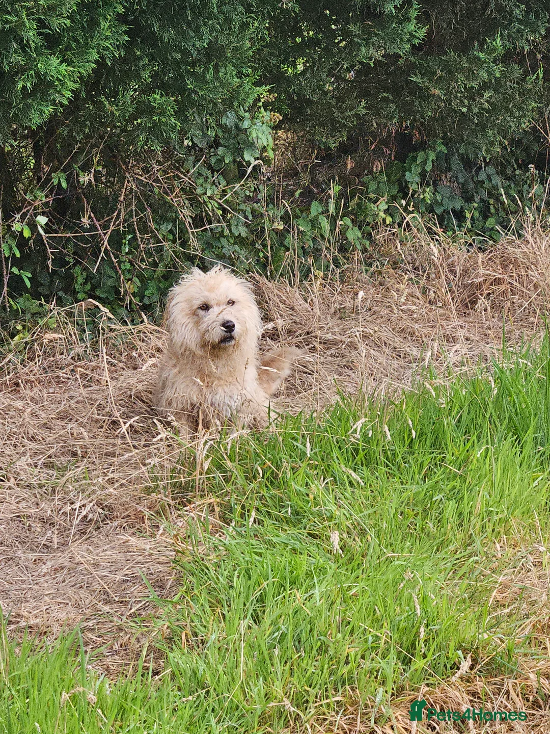 Glen of Imaal Terrier dogs for sale: Maximum dog in minimum frame! - Advert 21