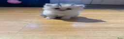 Persian cats for sale: Absolutely stunning Persian chinchilla kittens  in Oldham - Advert 5