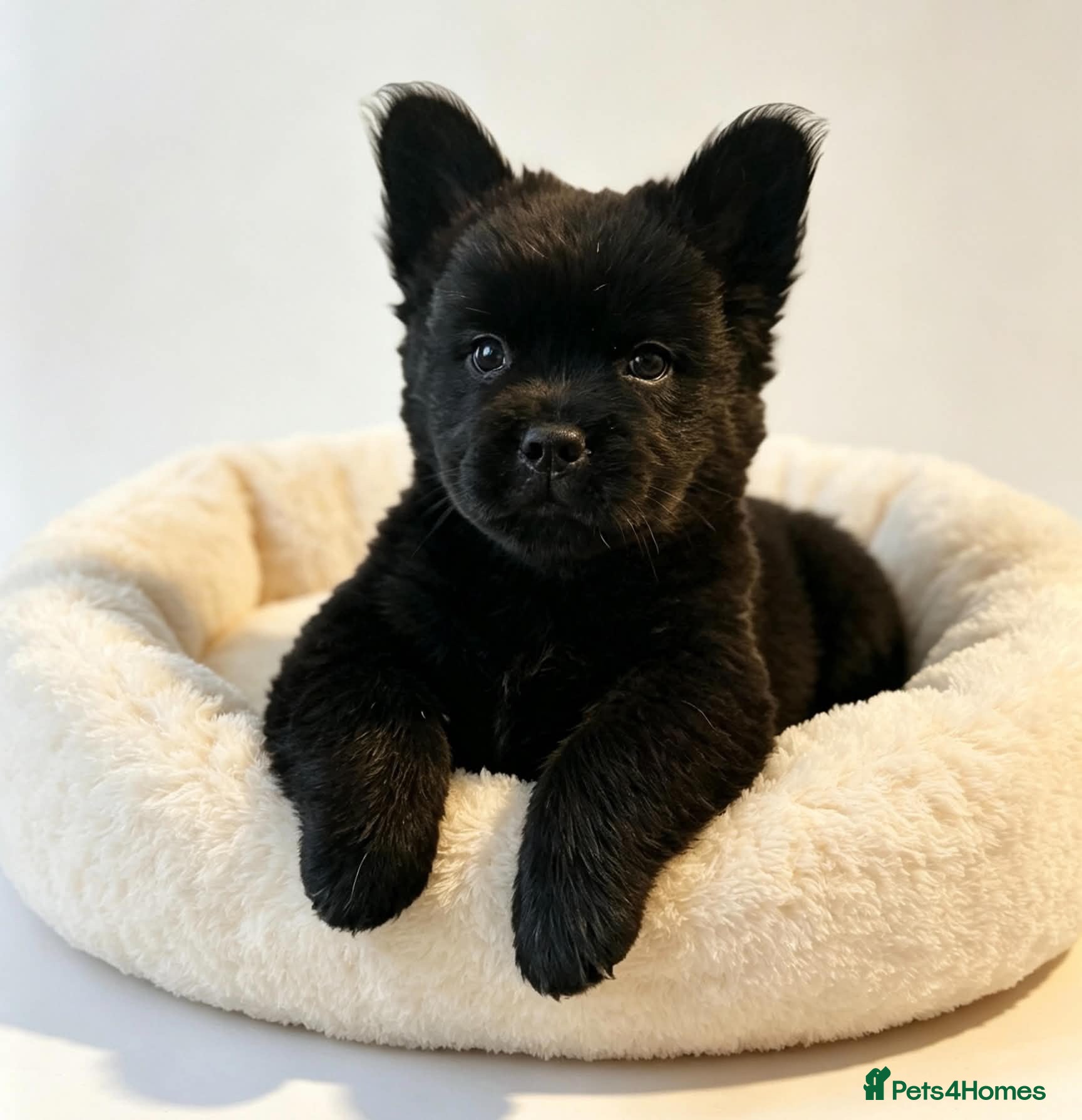 Mixed Breed dogs Chow chow cross puppies  - Advert 16