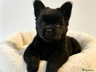 Mixed Breed dogs Chow chow cross puppies - Advert 16