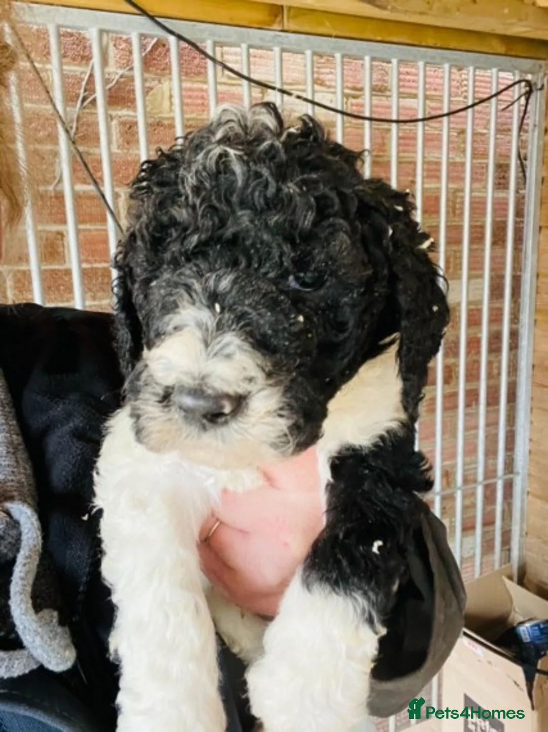 Standard Poodle dogs for stud: Standard party poodle in Marlborough - Advert 11