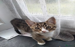British Shorthair cats for sale: 3 kittens looking for a nice house - Image 6