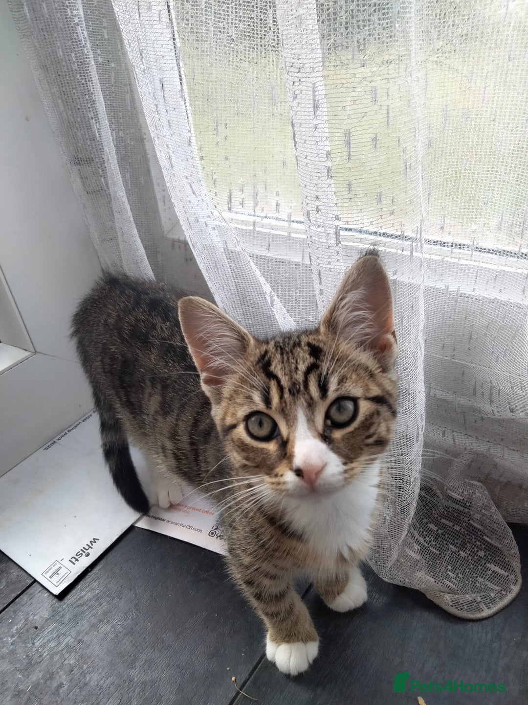 British Shorthair cats for sale: 3 kittens looking for a nice house - Image 6