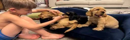 Cocker Spaniel dogs for sale: Gorgeous KC Show Cocker Babies  - Advert 8