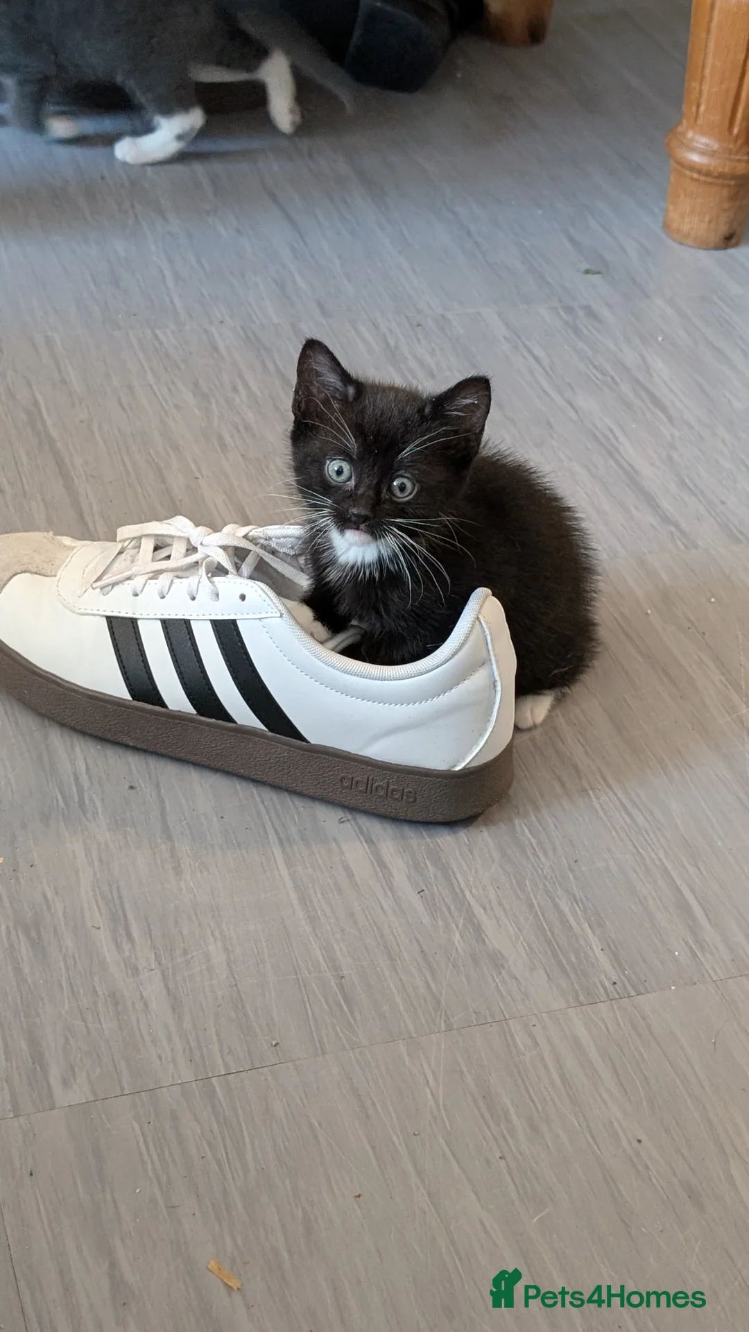 Mixed Breed cats for sale: Kittens ready in 3 weeks  - Advert 4