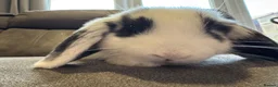 Mini Lop rabbits for sale: Pure Breed Mini Lop Babies  - Advert 10