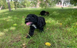 Sproodle dogs for sale: Stunning F1 sproodle  - Image 1