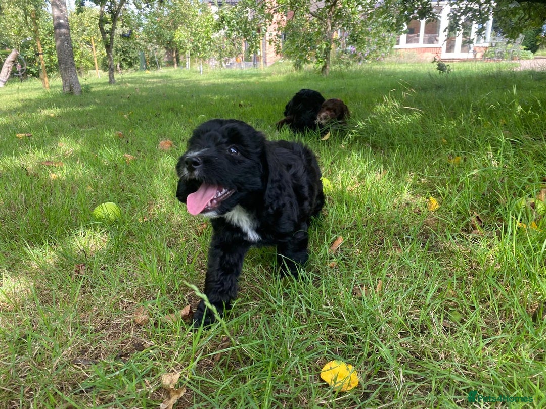 Sproodle dogs for sale: Stunning F1 sproodle  - Image 1