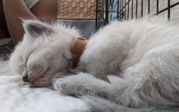 Ragdoll cats for sale: Ragdoll - home reared kittens - Image 20