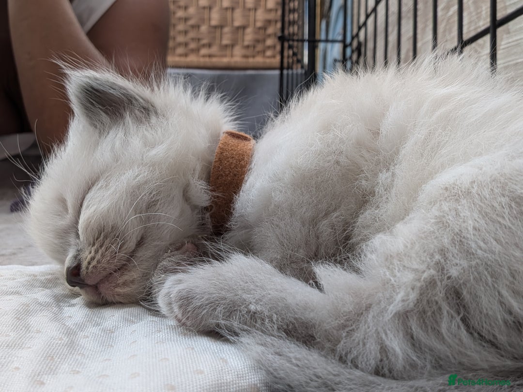 Ragdoll cats for sale: Ragdoll - home reared kittens - Image 20