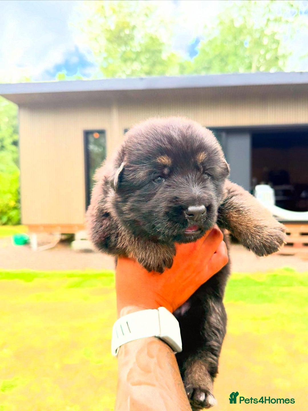 German Shepherd dogs for sale: ❤️KC health tested unique gsd babies 🩷 - Image 7