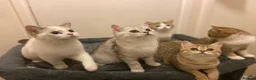 Munchkin cats for sale: ✨ Adorable TICA Registered Munchkin Kittens ✨ - Advert 30