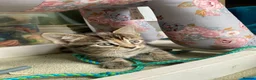 Maine Coon cats for sale: Kittens Maine coon  - Advert 18