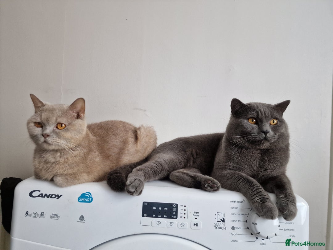 British Shorthair cats for stud: British shorthair male for stud - Image 3