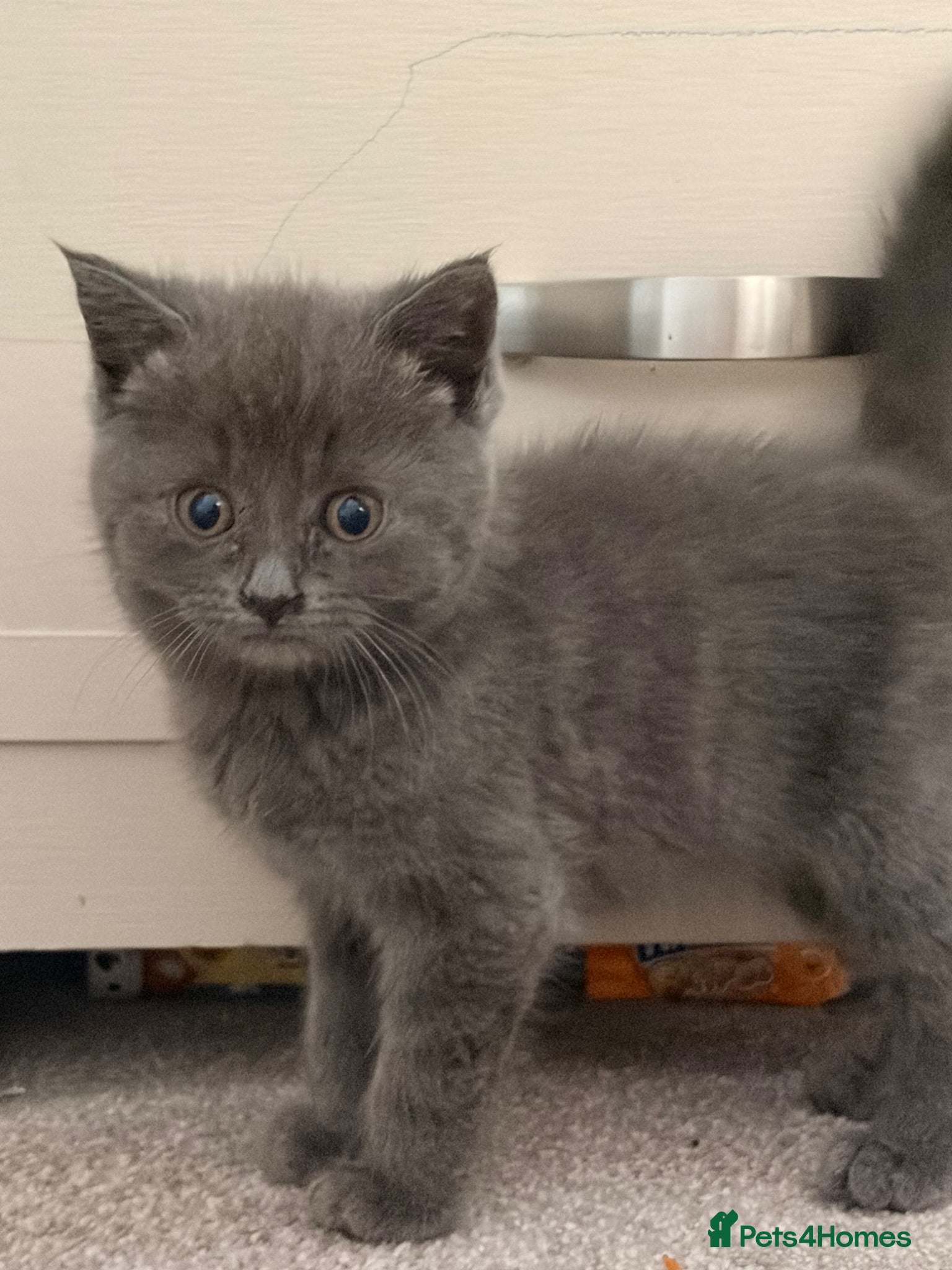 British Shorthair cats BSH kittens Ready Now - Advert 2