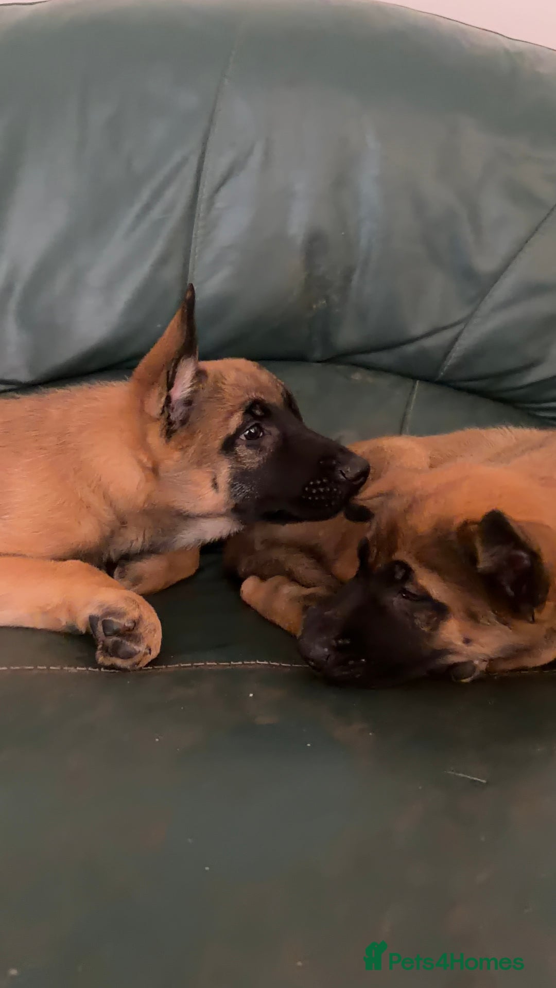 Mixed Breed dogs for sale: 7 German Shepherd & Belgian Malinois Puppies - Advert 3