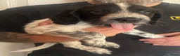 Sprocker dogs for sale: F2 Sprocker Litter , 5 boys 2 girls in Durham - Advert 9
