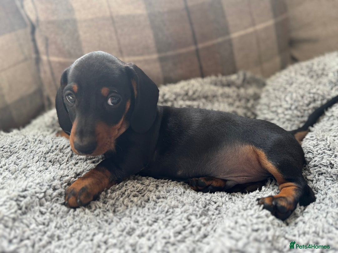Miniature Dachshund dogs for sale: Last Boy *KC, PRA clear mini Dachshund puppies - Image 27