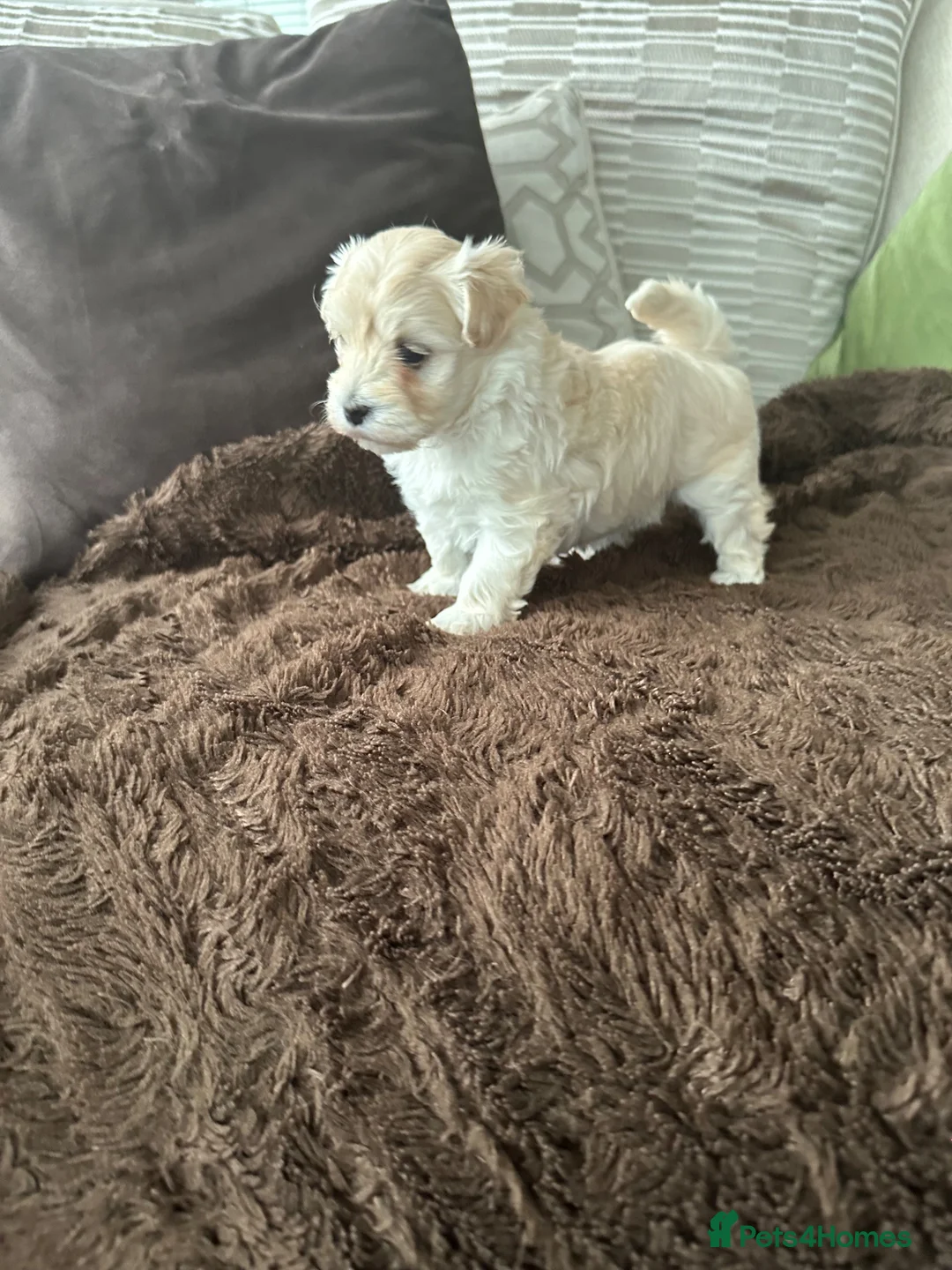 Mixed Breed dogs for sale: 2 gorgeous Maltipoo girls  in Brechin - Advert 29