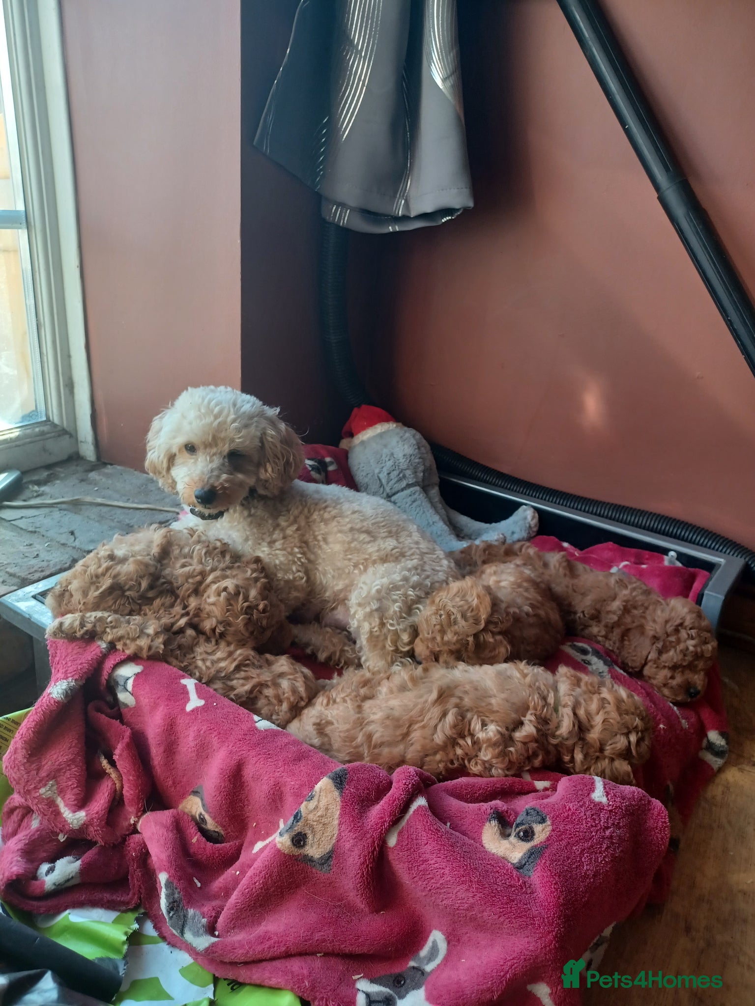 Toy Poodle dogs Toy poodle - Advert 2