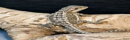 Bearded Dragon reptiles for sale: Bearded Dragon Hatchlings – Black Country Dragons - Advert 13