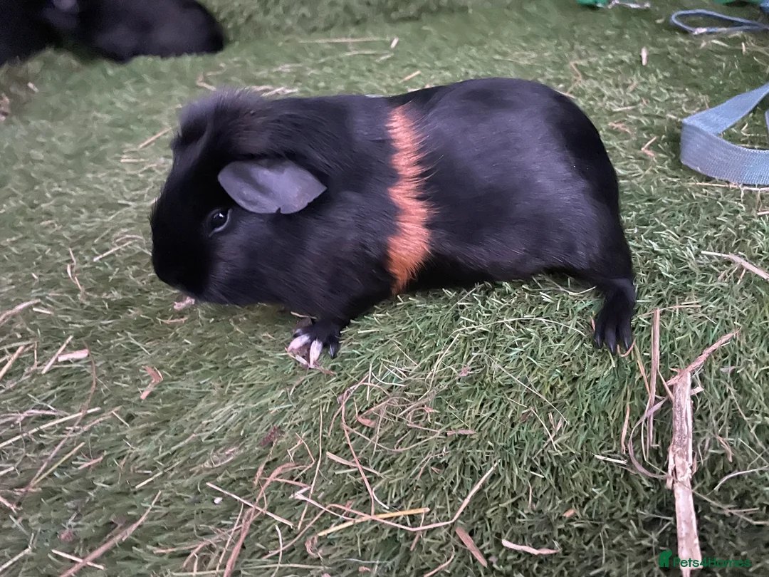 Guinea Pig rodents for sale: 2 girls  - Advert 2