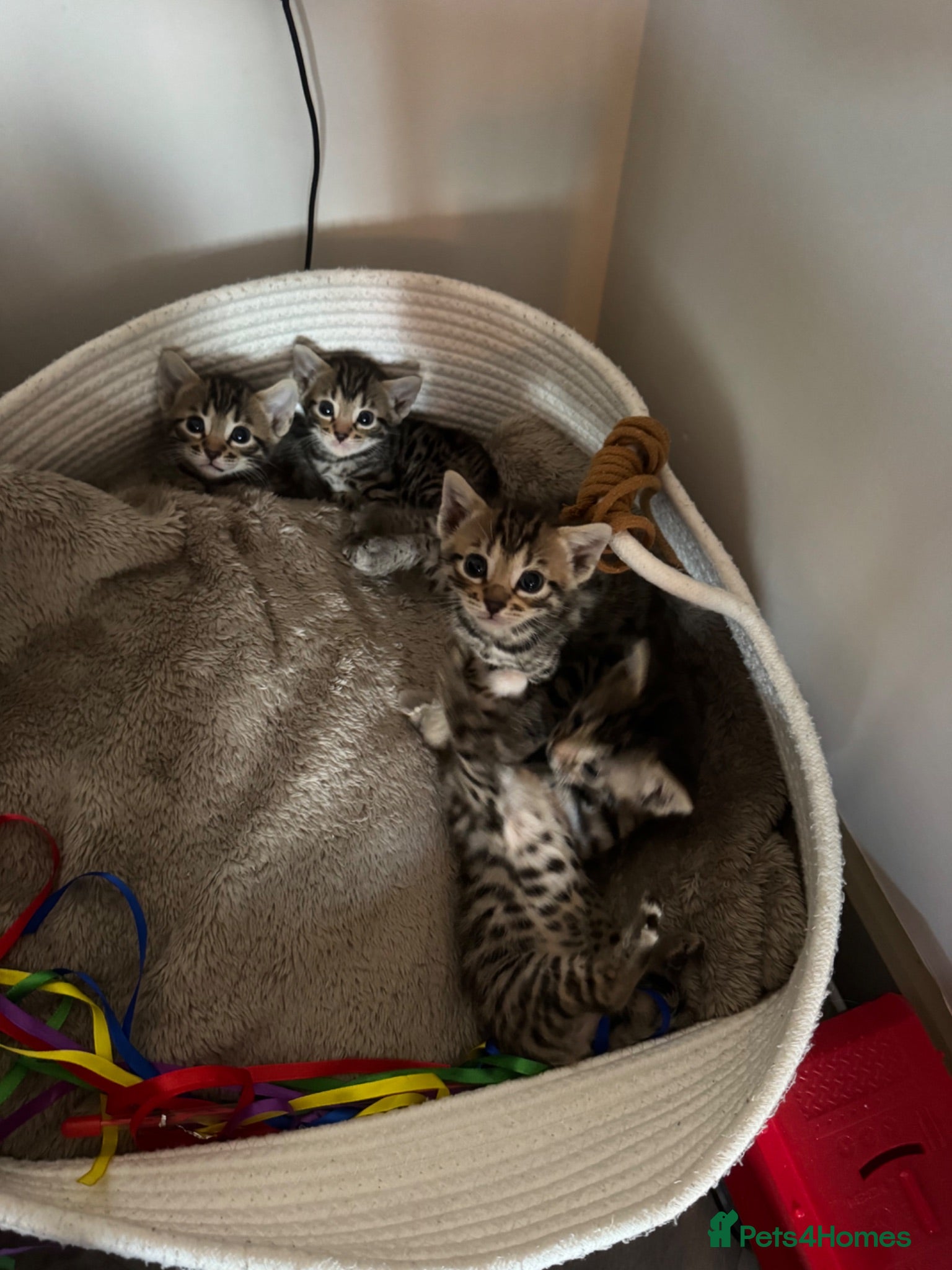 Bengal cats Beautiful bengal kittens  - Advert 18