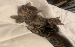 Mixed Breed cats for sale: Half bengal  - Image 12