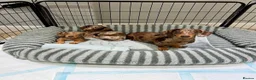 Miniature Dachshund dogs for sale: Beautiful girl Miniature Dachshund Merl  - Advert 2