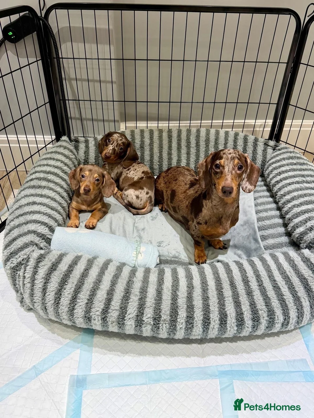 Miniature Dachshund dogs for sale: Beautiful girl Miniature Dachshund Merl  - Advert 2