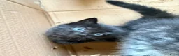 Mixed Breed cats for sale: 2 beautiful girls available  - Advert 5
