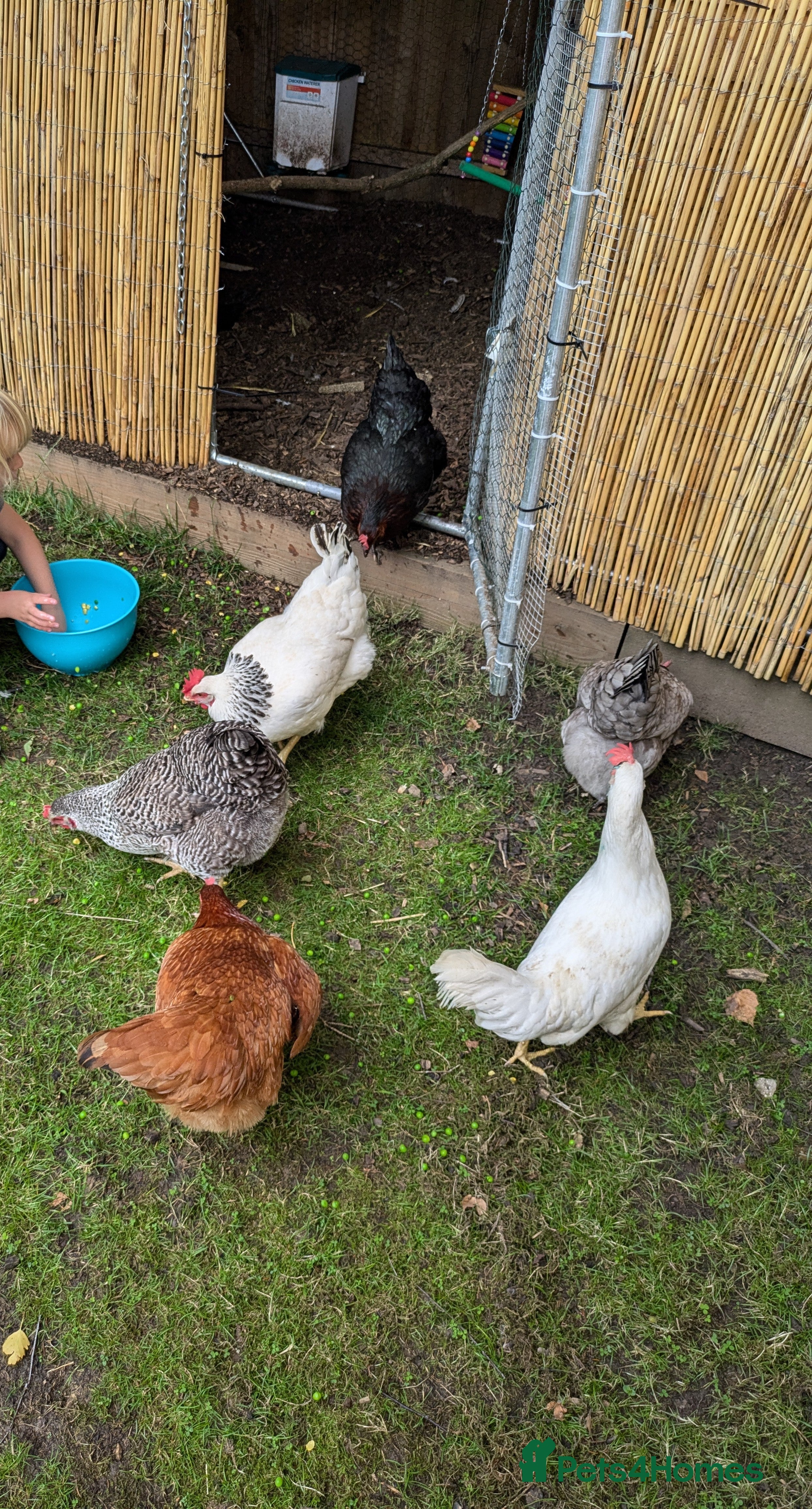 Chickens poultry Laying hens  - Advert 10