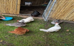 Chickens poultry for sale: Laying hens  - Image 1