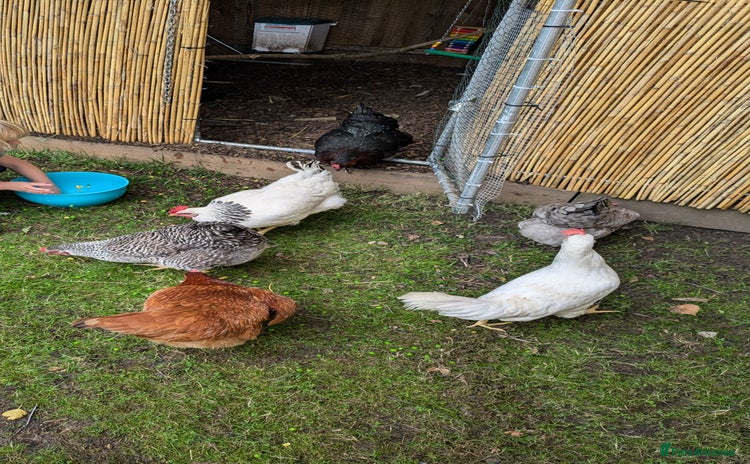 Chickens poultry - Advert 10