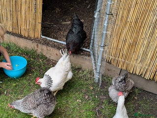 Chickens poultry for sale - Advert 1