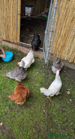 Chickens poultry - Advert 8