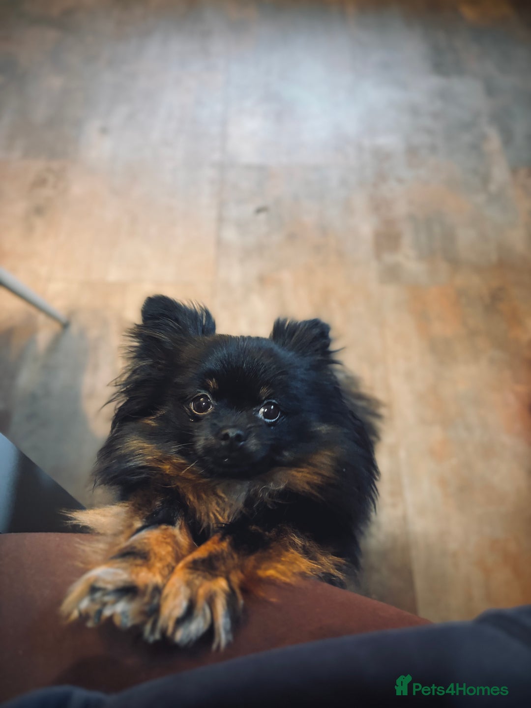Pomeranian dogs for sale: 1.5 year old female Russian Pomeranian  - Image 4