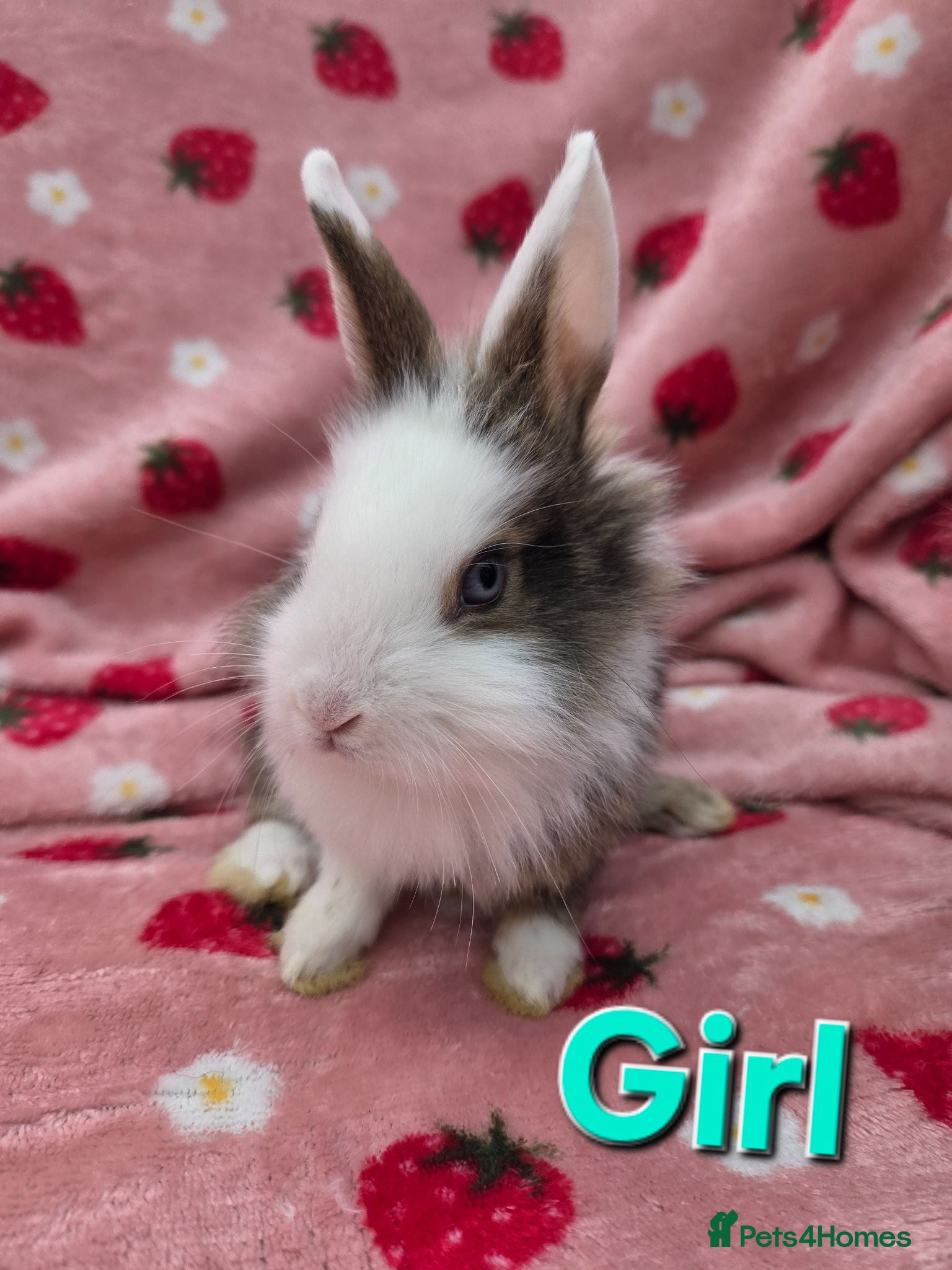 Mixed Breed rabbits plush mini lion lop bunnies ☆ 8 weeks ☆Ready Now - Advert 2