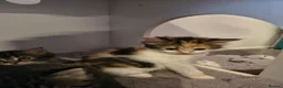 Persian cats for sale: Persion x  - Advert 11