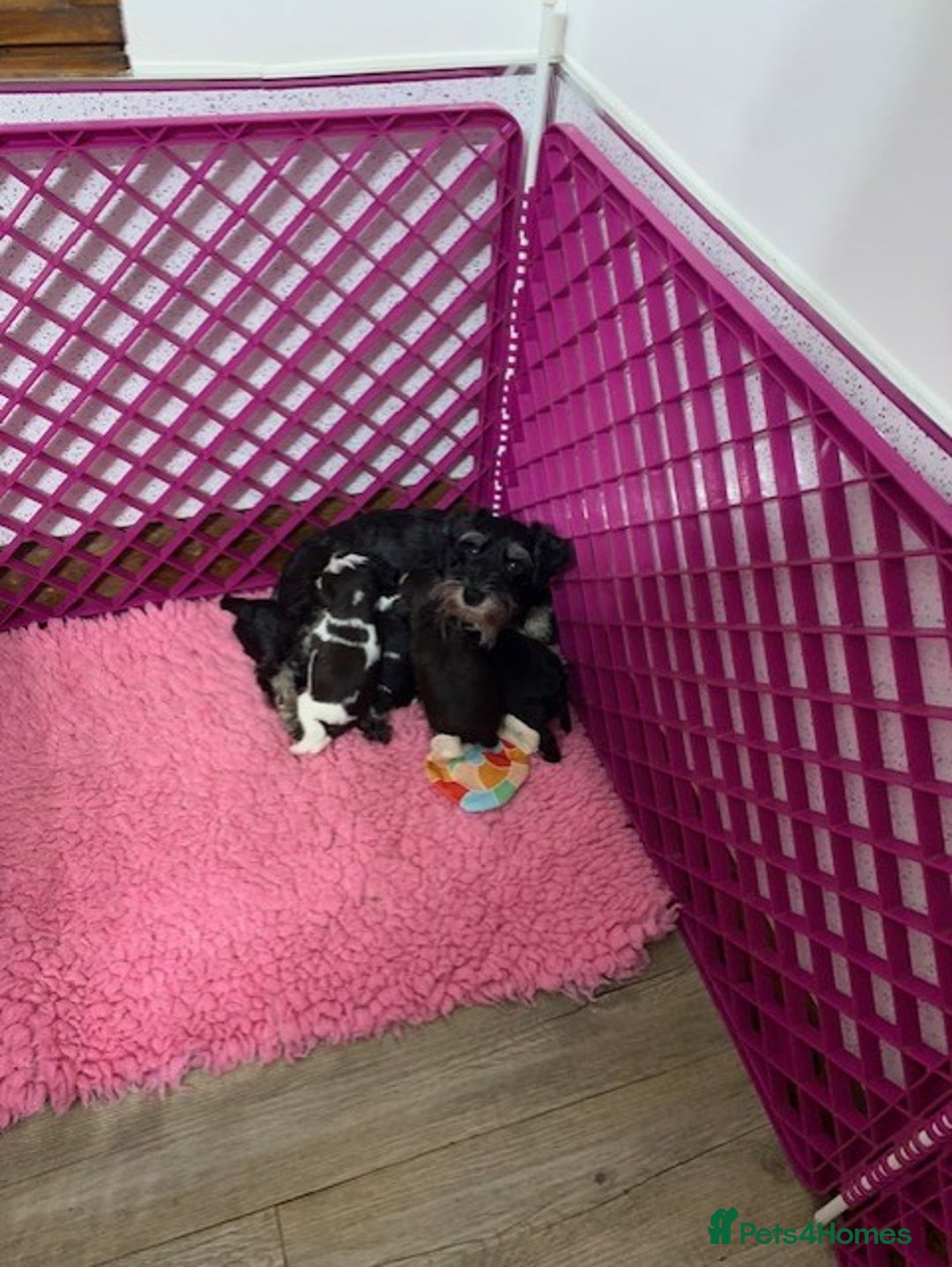 Miniature Schnauzer dogs for sale: 5* LICENSED - KC MINI (TOY) SCHNAUZER CHOCOLATE  - Advert 7