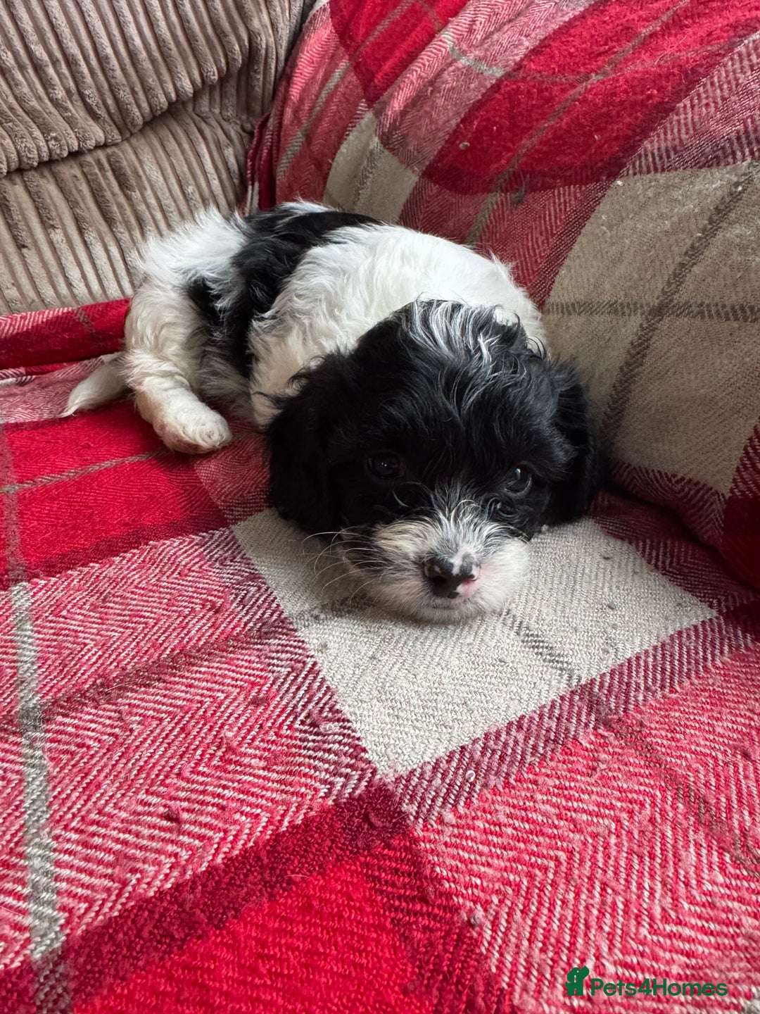 Mixed Breed dogs for sale: 7 Spinger cross Shihpoo puppies - Advert 17