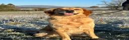 Golden Retriever dogs for stud: Golden Retriever Stud  - Advert 1