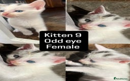 Mixed Breed cats for sale: White / Odd eye / black  Russian mix kittens /  - Image 16