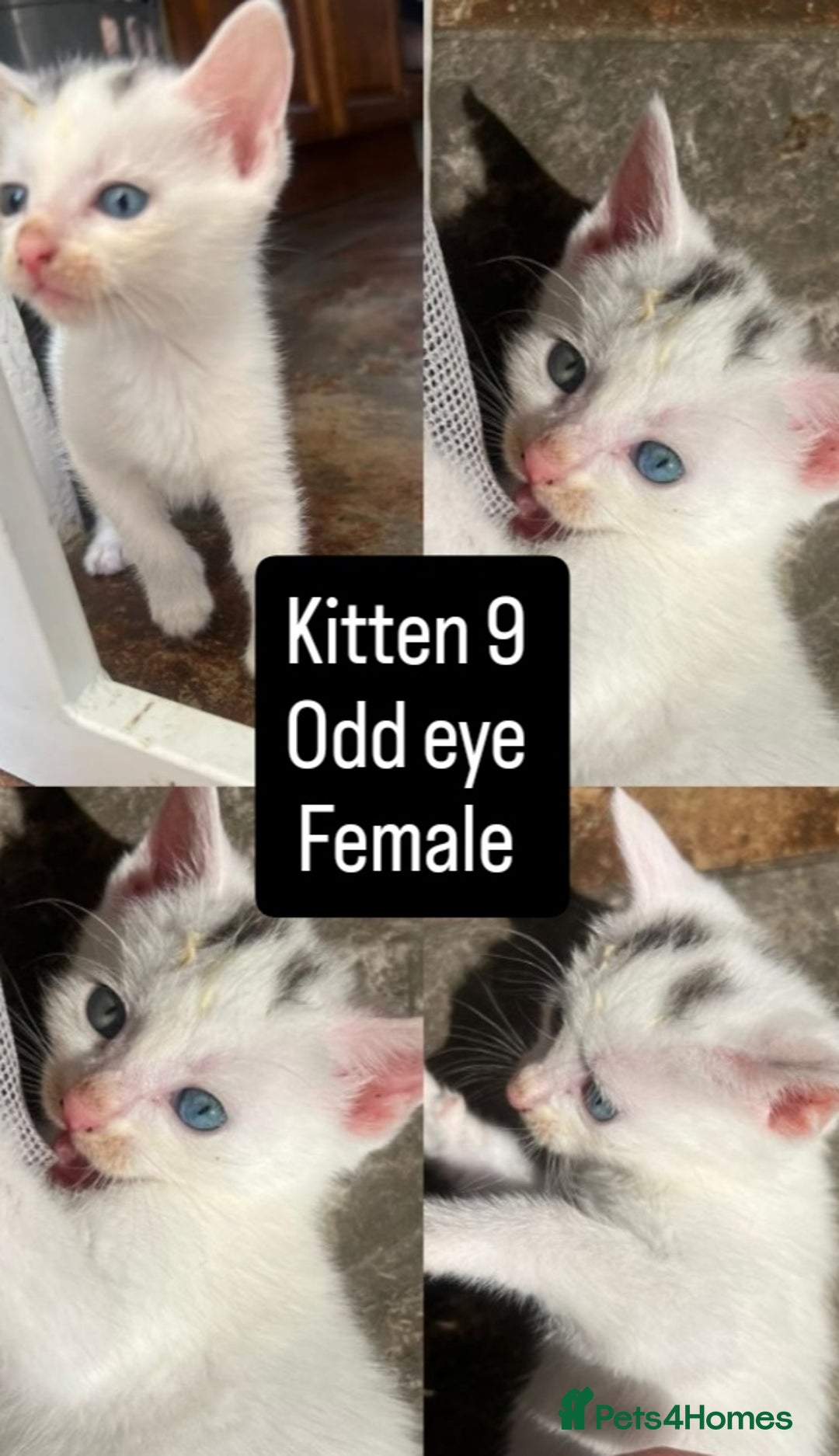 Mixed Breed cats for sale: White / Odd eye / black  Russian mix kittens /  - Image 16