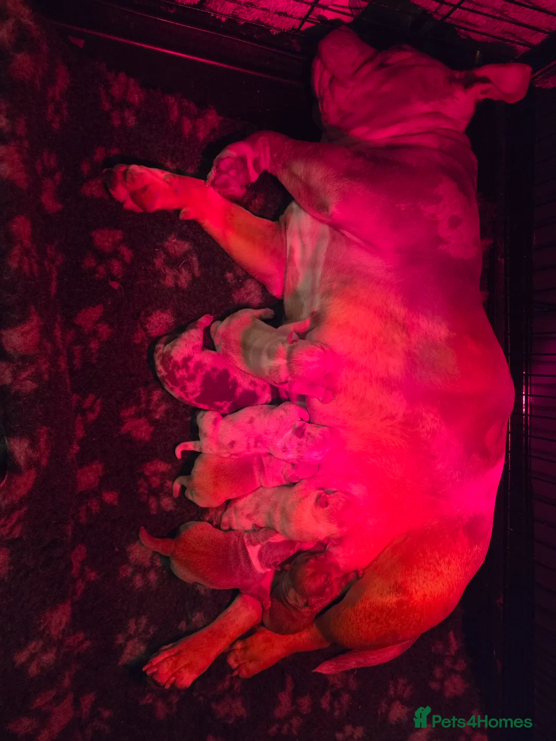 American Bully dogs for sale: 4 beautiful pocket bullies  - Advert 21