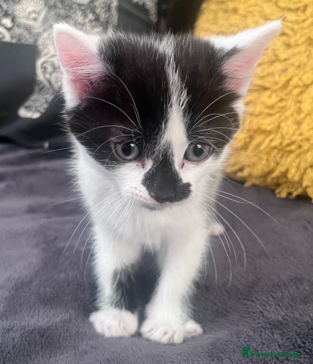 Mixed Breed cats for sale: Kittens for sale - Image 5